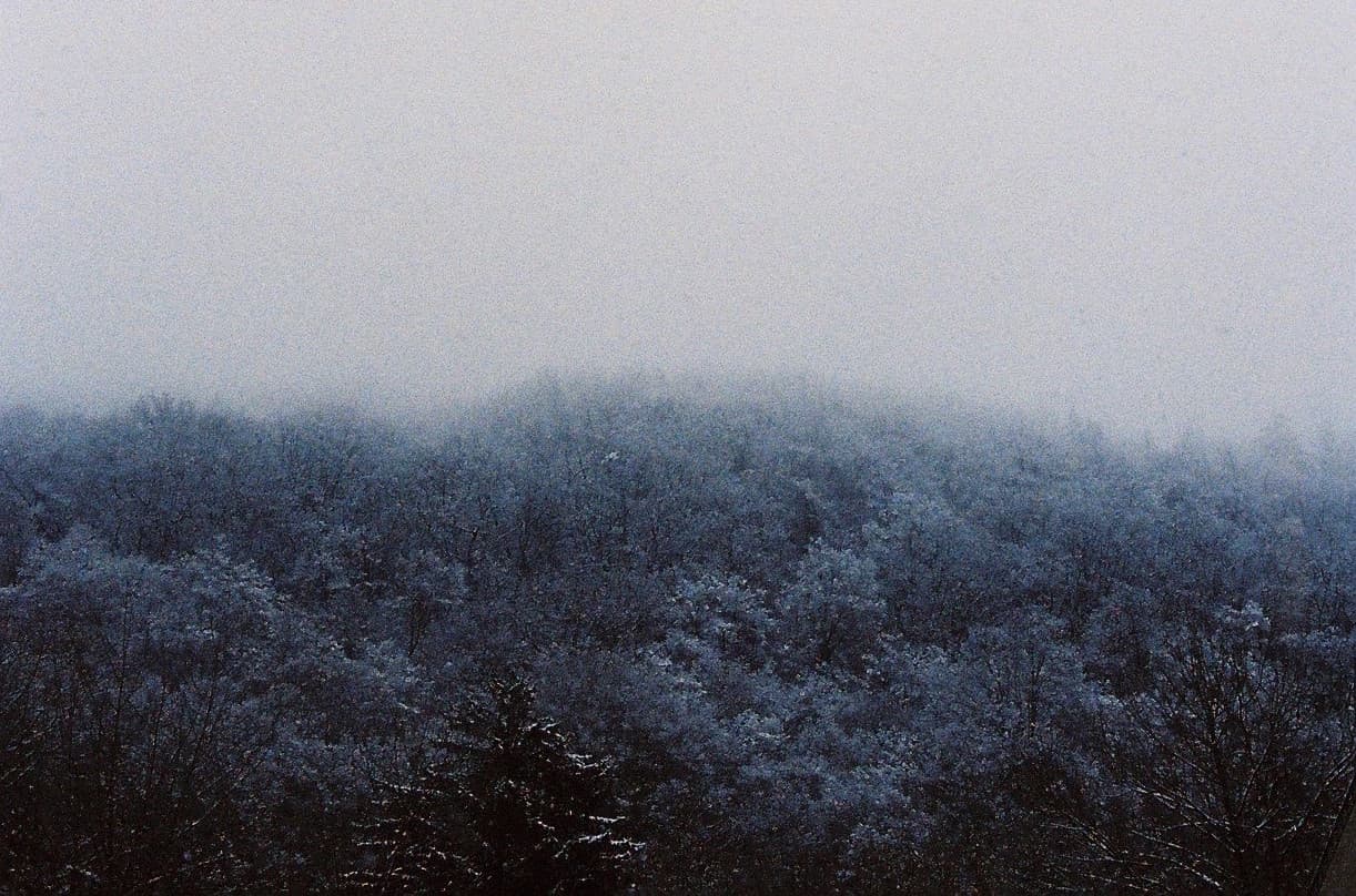 A dense forest covered in snow, with fog rolling over the treetops, creating a serene and mysterious winter atmosphere